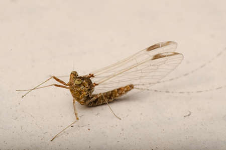 animal tiny insect mayfly macroの写真素材