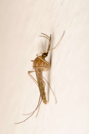 tiny insect mosquito macroの写真素材