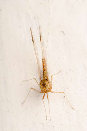tiny insect mayfly macroの写真素材