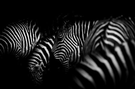 animal zebra black and white pattern textureの写真素材