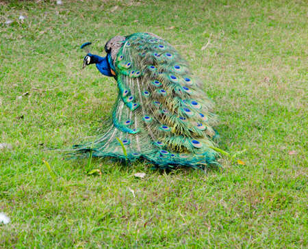 male peacock on green groundの写真素材