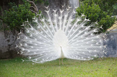 white peacock shows its tailの写真素材
