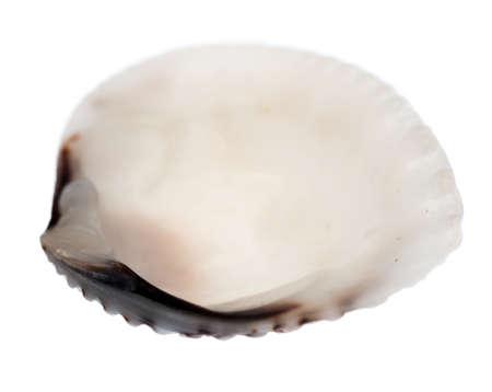 Marine sea shell isolated on white background