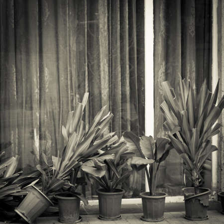 fallen plant on pot cultureの写真素材