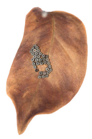 butterfly eggs on dry leaf isolatedの写真素材