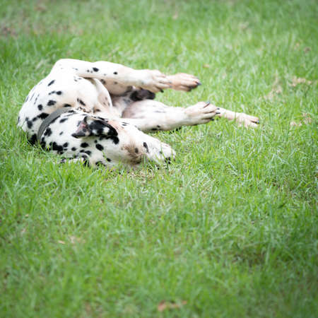 dalmatian spotty dog pet playingの写真素材