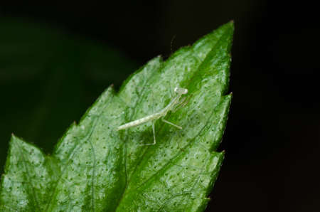 green mantis insect on leaf macroの写真素材