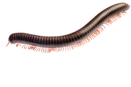 animal millipede isolated on white