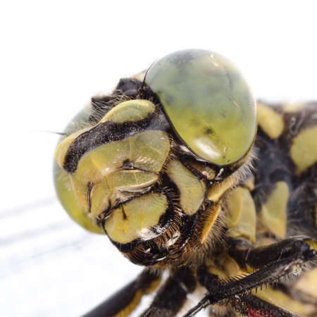 dragonfly portrait macro isolated on whiteの写真素材