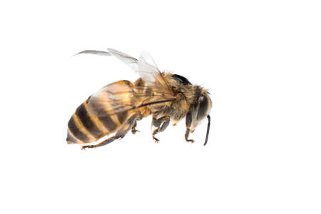 insect honey bee isolated on whiteの写真素材