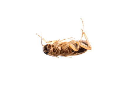insect cockroach pest bug , isolated on white.