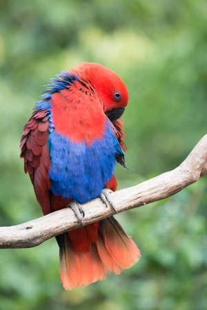 animal parrot bird close upの写真素材