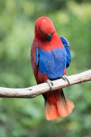 animal parrot bird close upの写真素材
