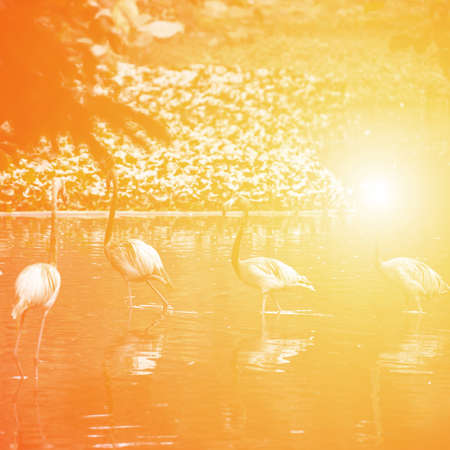 group of flamingo bird in lakeの写真素材