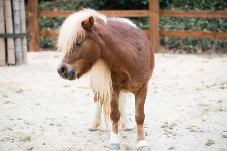 Shetland pony horseの写真素材