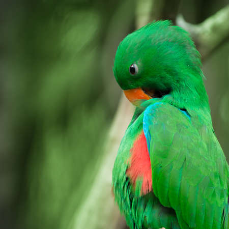 animal parrot bird close upの写真素材