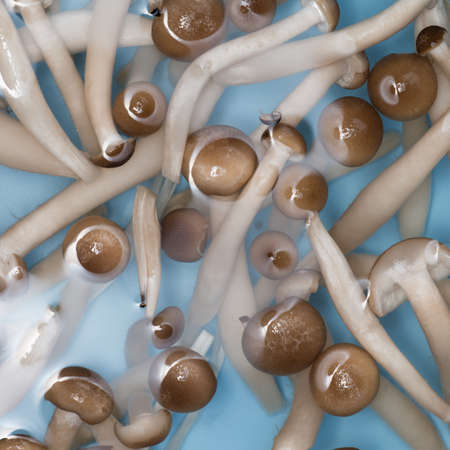 needle mushroom, in water, macro.の写真素材