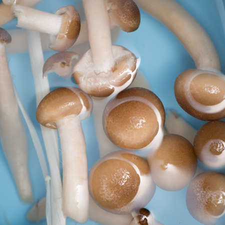 needle mushroom, in water, macro.の写真素材