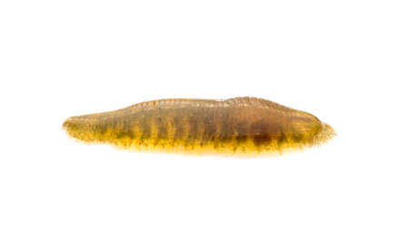 animal medical bloodsucker leech isolated on white backgroundの写真素材