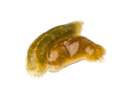 animal medical bloodsucker leech isolated on white の写真素材