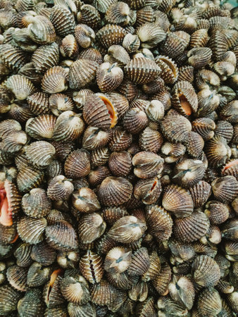 A pile of raw clams. Cockles Seafood backgroundの写真素材