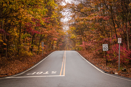Autumn Splendor