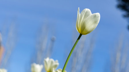 White tulip flower blooming in the garden on blue sky backgroundの写真素材