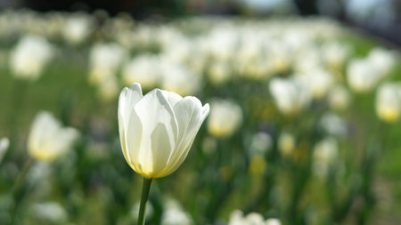 White tulips in the garden on sunny day. Selective focus.の写真素材