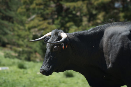 A black cow with horns and a tag on its ear. The cow is standing in a grassy fieldの写真素材