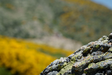 A rock with moss growing on it. The rock is in front of a field of yellow flowersの写真素材