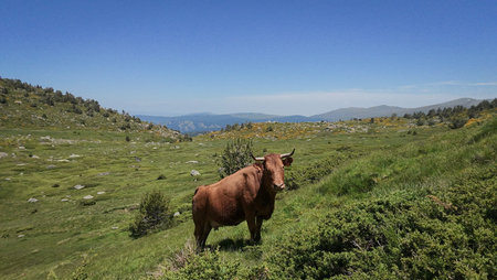 A brown cow is standing in a grassy field. The sky is blue and clear. There are no clouds in the skyの写真素材