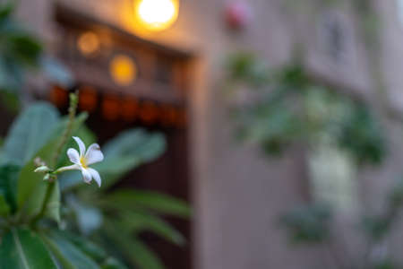 Frangipani flower in Al Fahidi Historical District (Bastakiya), Dubai, United Arab Emiratesの写真素材