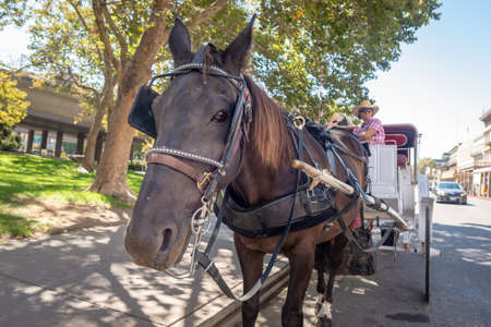 Sacramento, California, United States - September 8, Brown horse waiting with its carriage, taken from close with a wide angle lens in Old Sacramento, Californiaのeditorial素材