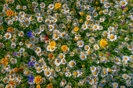 Close-up view with a wide-angle of a mixed-border composed mainly of white and yellow daisies in the National Botanical Garden of Wales, Carmarthenshire, Wales.の写真素材