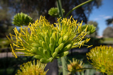 Close-up on an agave yellow flower with blur background, Umm Al Emarat Park, Abu Dhabi, United Arab Emiratesの写真素材