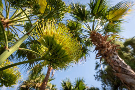 Close-up on an agave yellow flower with blur background seen from below, Umm Al Emarat Park, Abu Dhabi, United Arab Emiratesの写真素材
