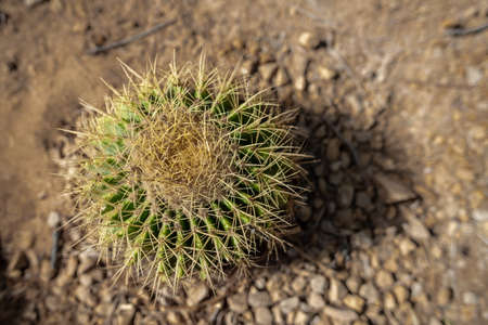 A cactus (Echinocactus grusonii) viewed directly from above, Umm Al Emarat Park, Abu Dhabi, United Arab Emiratesの写真素材