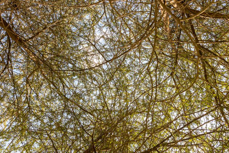 Sky seen through thin acacia branches and foliage, Umm Al Emarat Park, Abu Dhabi, United Arab Emiratesの写真素材