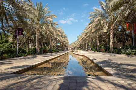 Main park alley and water feature with rows of date trees, Umm Al Emarat Park, Abu Dhabi, United Arab Emiratesの写真素材