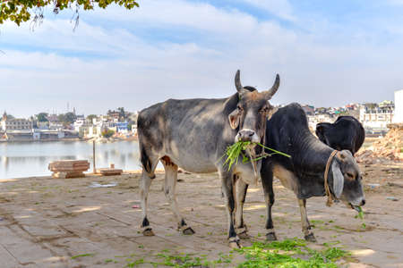 Holy cows near the lake of Pushkar, Taken on a hazy winter afternoon, India