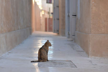 Far shot of an alley cat waiting in an alley of Wakrah souk. Taken at the end of a winter afternoon, Al Wakrah, Qatarの写真素材