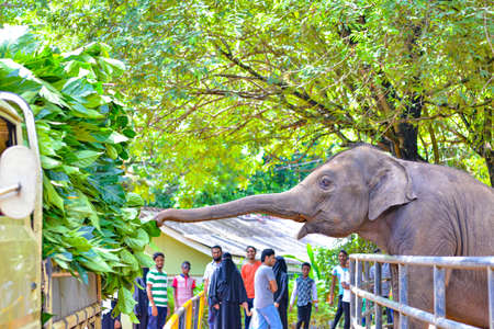 Mawanella, Sri Lanka - July 9, 2016:  Elephant feeding on fresh leaves brought by truck with visitors on the background.のeditorial素材