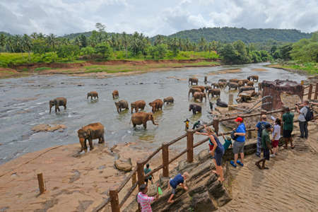 Mawanella, Sri Lanka - July 9, 2016:  Tourists looking at elephants bathing in a river.のeditorial素材