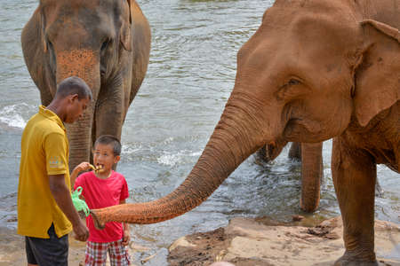 Mawanella, Sri Lanka - July 9, 2016:  Tamer and child feeding elephantsのeditorial素材
