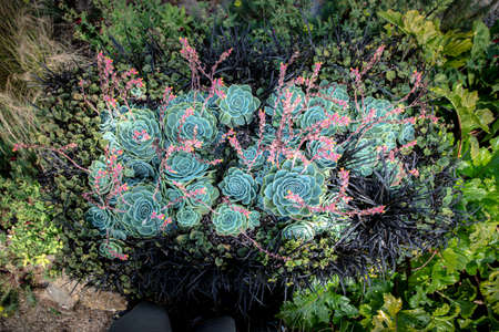 Areal view of steel blue sedum with pink and yellow flower on top of various grass and other perennialsの写真素材