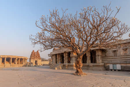 Very old frangipani tree in front of a temple, taken at sunset with no people, Hampi Indiaの写真素材