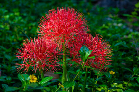 Close-up on blood lily red flower (Scadoxus multiflorus), taken with ray of sun and blurred...