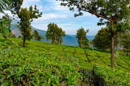 View of mountains and tea plantations. Taken during a sunny spring morning at the Chithirapuram View...
