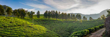 Panoramic view of mountains and tea plantations. Taken during a sunny spring morning at the...