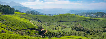 Panoramic view of mountains and tea plantations. Taken during a sunny spring morning at the Chithirapuram View Point, near Munnar, Kerala, Indiaの写真素材